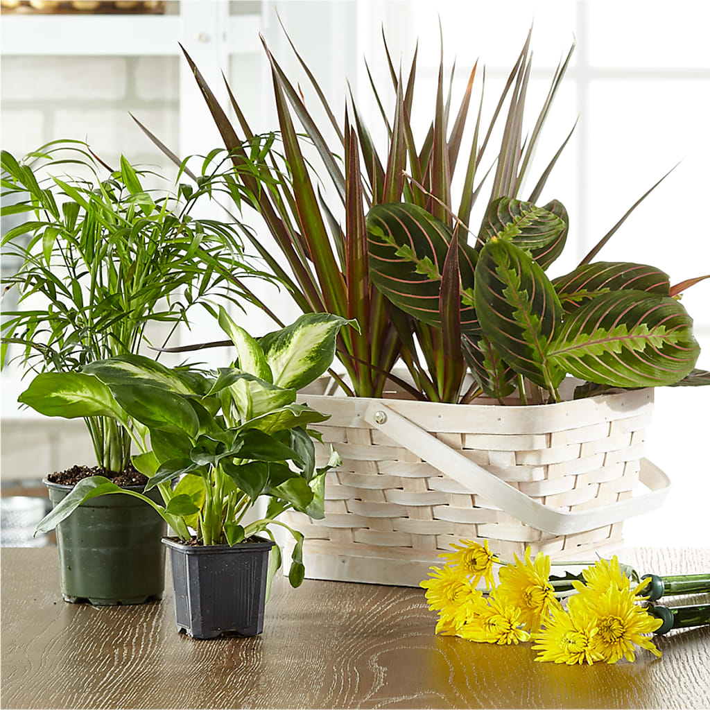 Florist Designed Blooming and Green Plants in a Basket – Everything Nice By Colene, Stilwell OK