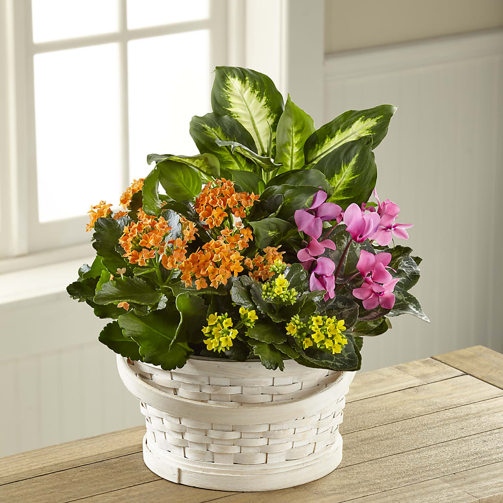 Color Crush Dishgarden – Everything Nice By Colene, Stilwell OK