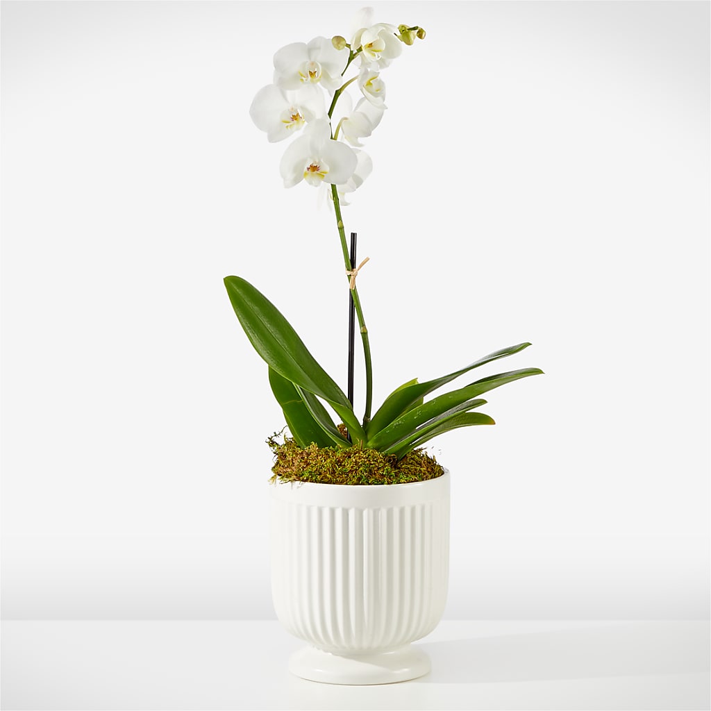 Whispering White Orchid – Everything Nice By Colene, Stilwell OK