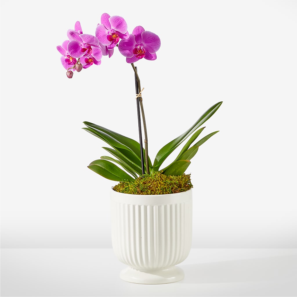 Friendly Fuchsia Orchid – Everything Nice By Colene, Stilwell OK
