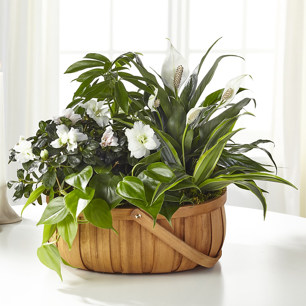 Serene Dishgarden – Everything Nice By Colene, Stilwell OK