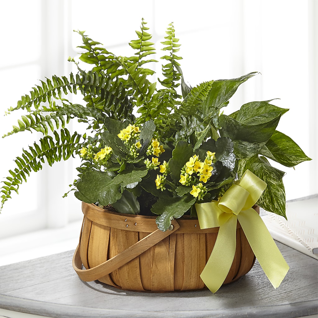 Always Dear Dishgarden – Everything Nice By Colene, Stilwell OK