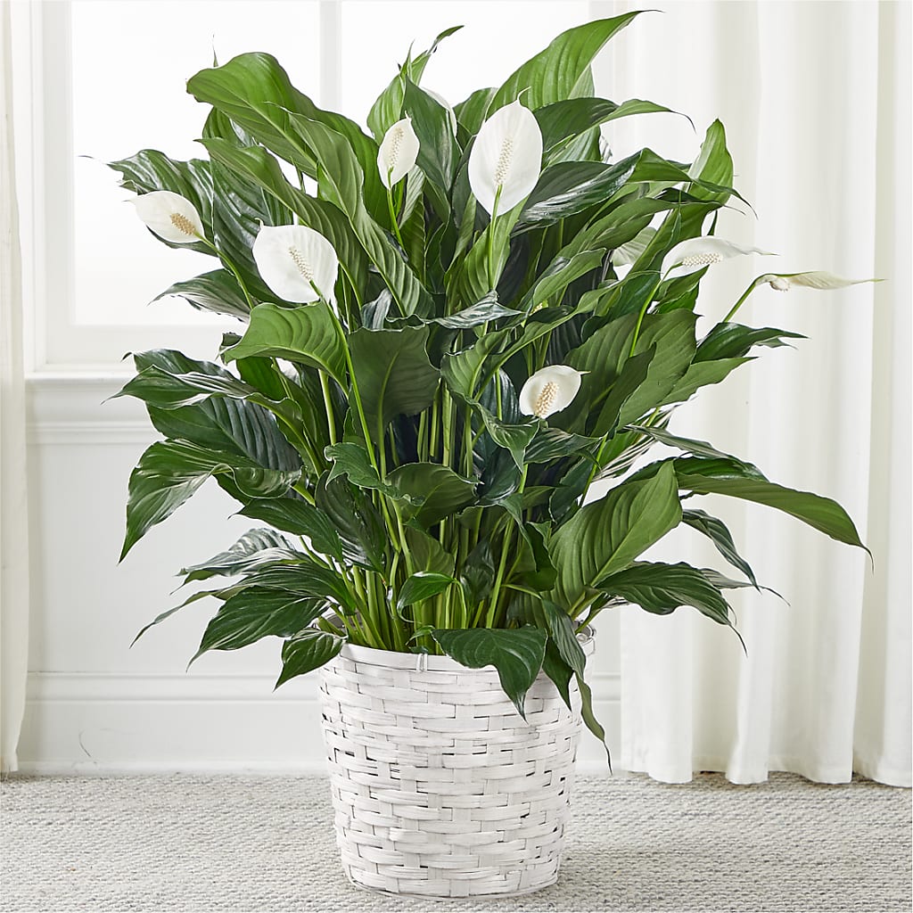 A New Leaf Peace Lily – Everything Nice By Colene, Stilwell OK