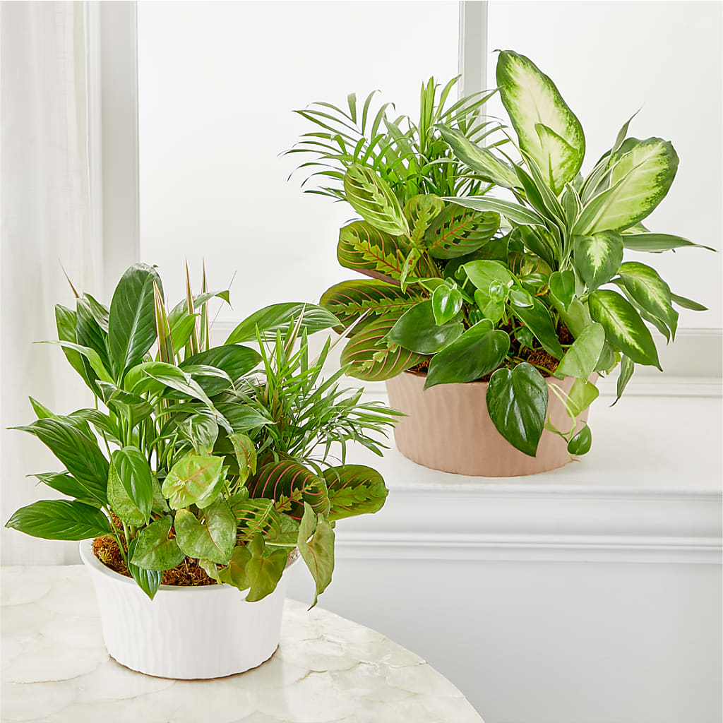 Balance & Harmony Dishgarden – Everything Nice By Colene, Stilwell OK