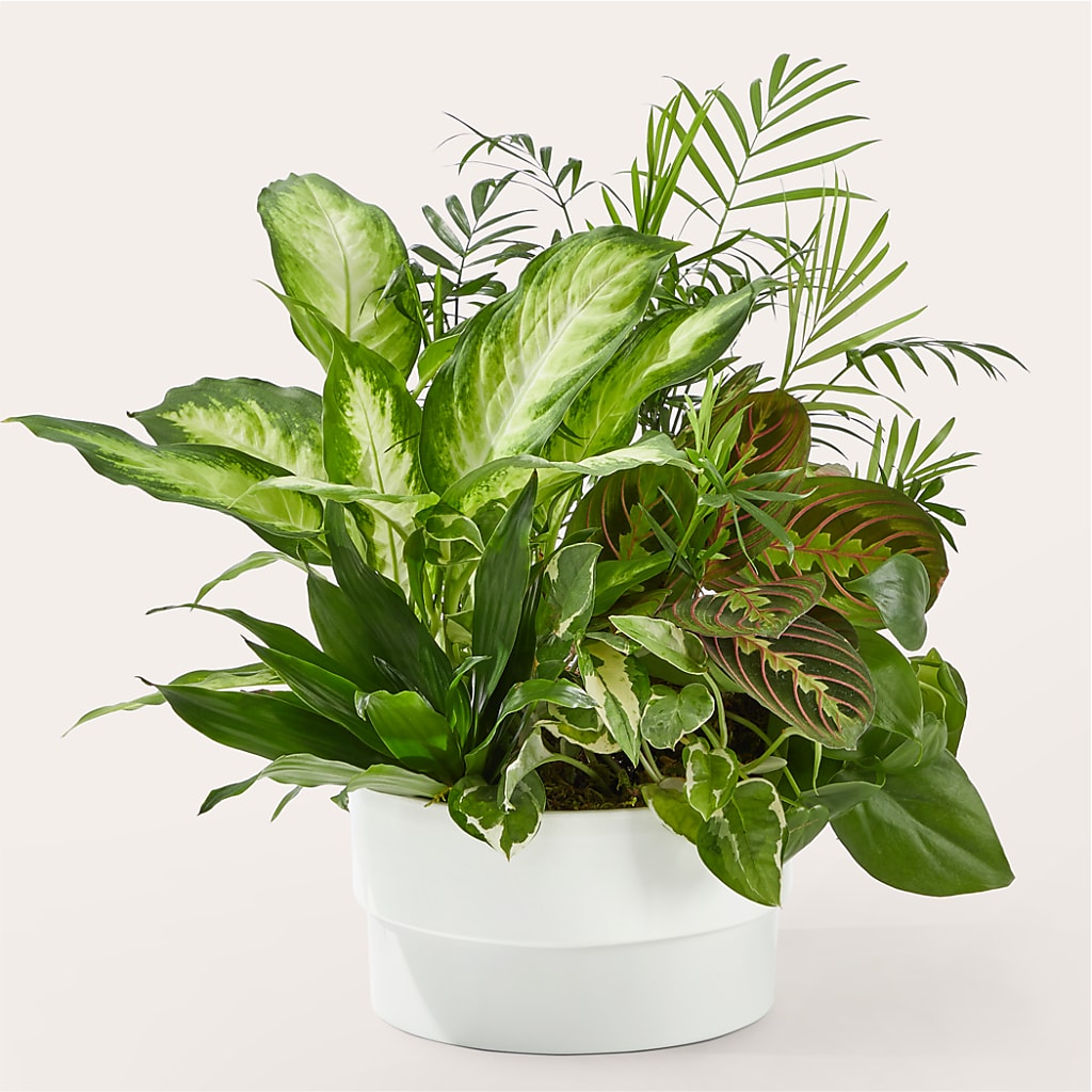 Radiating Positivity Dishgarden – Everything Nice By Colene, Stilwell OK