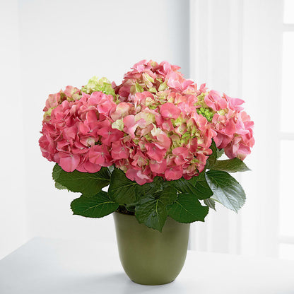Pink Hydrangea Planter –  Everything Nice By Colene, Stilwell OK