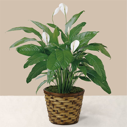 Tranquil Moments Peace Lily Plant –  Everything Nice By Colene, Stilwell OK