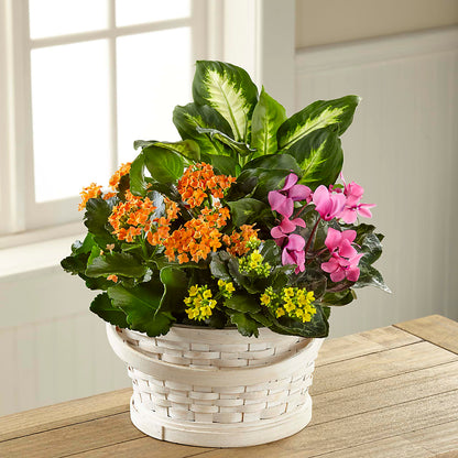 Color Crush Dishgarden –  Everything Nice By Colene, Stilwell OK