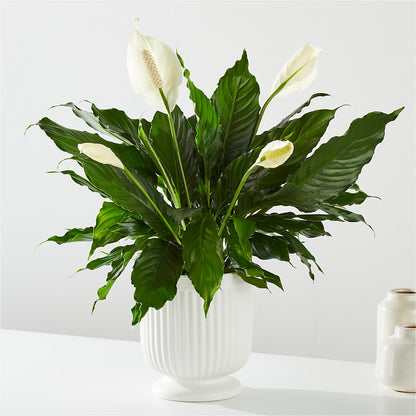 Comfort Planter –  Everything Nice By Colene, Stilwell OK