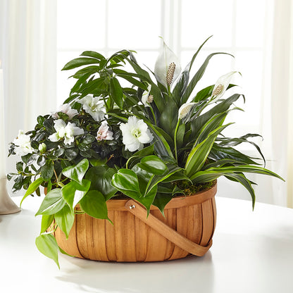 Serene Dishgarden –  Everything Nice By Colene, Stilwell OK