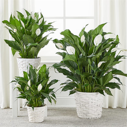 A New Leaf Peace Lily –  Everything Nice By Colene, Stilwell OK