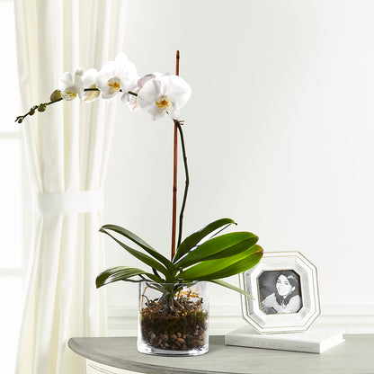 White Orchid Planter –  Everything Nice By Colene, Stilwell OK